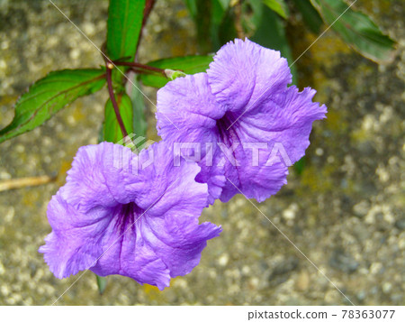 Ruellia tuberosa 中的植物、花卉 Ruellia tuberosa 中的植物、花卉 78363077