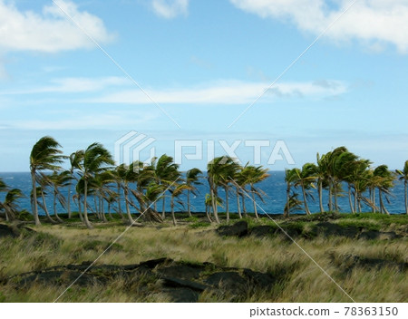 夏威夷大島海岸鏈火山口路的盡頭,一棵棕櫚樹在強風中傾斜 夏威夷大島海岸鏈火山口路的盡頭,一棵棕櫚樹在強風中傾斜 78363150