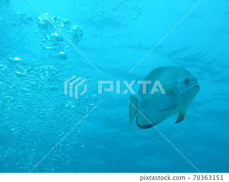 The Great Barrier Reef is off the coast of Queensland, Australia and is the largest coral reef in the world. The Great Barrier Reef is off the coast of Queensland, Australia and is the largest coral reef in the world. 78363151