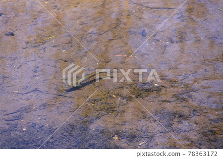 水下淡水魚(上高地、梓川) 地點:長野縣(上高地) 水下淡水魚(上高地、梓川) 地點:長野縣(上高地) 78363172