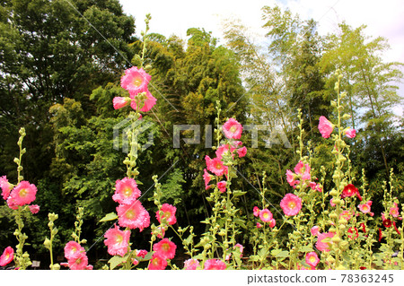 北山公園旁盛開的紅色蜀葵 (3) 78363245