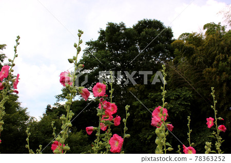 北山公園旁盛開的紅蜀葵 (6) 北山公園旁盛開的紅蜀葵 (6) 78363252
