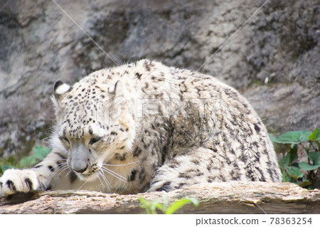 Snow leopard 78363254