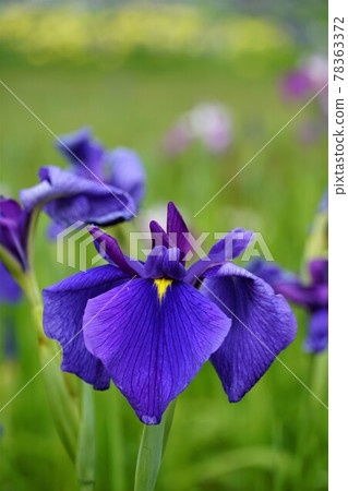 Early summer, a blue flower iris blooming in Suigo Sawara Ayame Park, Chiba Prefecture, in full bloom. 78363372