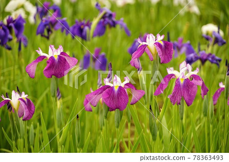 初夏 千葉縣水鄉佐原綾目公園盛開的紫紅色鳶尾花盛開 照片素材 圖片 圖庫