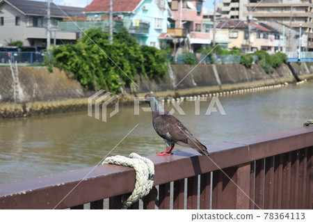 Hirasaku River (Yokosuka City, Kanagawa Prefecture) Hirasaku River (Yokosuka City, Kanagawa Prefecture) 78364113