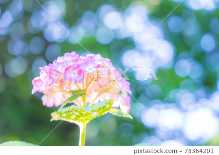 hydrangea   78364201
