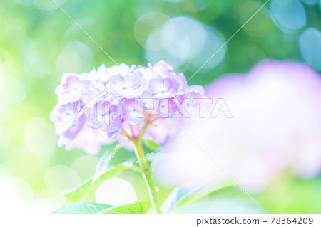 繡球 繡球 78364209
