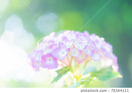 hydrangea   78364211
