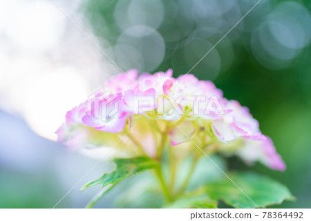 hydrangea hydrangea 78364492