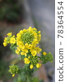 Rape blossoms begin to bloom yellow 78364554