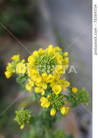 Rape blossoms begin to bloom yellow Rape blossoms begin to bloom yellow 78364554
