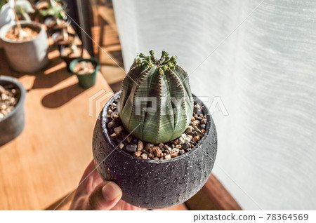 Euphorbia obesa Euphorbia obesa 78364569