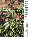 Hagoromo jasmine's bud 78364796