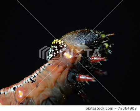 Pellucid hawk moth larva 3 Pellucid hawk moth larva 3 78364902