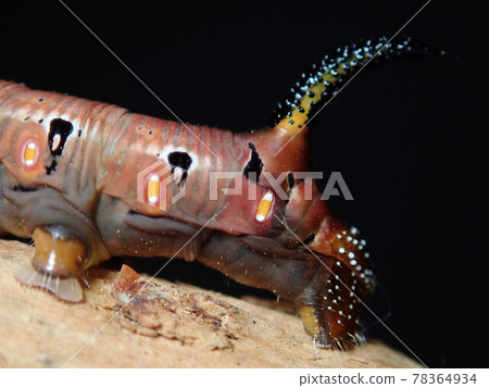 Pellucid hawk moth larva 4 Pellucid hawk moth larva 4 78364934