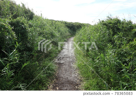 Coastal road of Jogashima (Miura City, Kanagawa Prefecture) 78365083