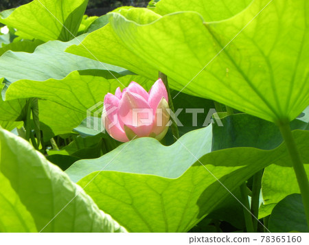 The peach-colored buds of the red-bellied lotus in Chiba Park, which will soon bloom 78365160