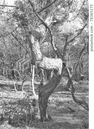 A pine that I really wanted to wind A pine that I really wanted to wind 78365275