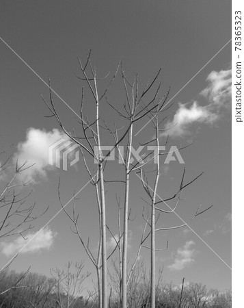 在冬天天空的臭椿 在冬天天空的臭椿 78365323