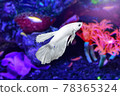 White Betta fish underwater in an aquarium against a backdrop of plants, corals and marine life pink and purple colors. Betta Splendens. Multi-Color Fancy Siamese Fighting Fish. 78365324
