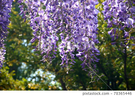 Purple wisteria and glittering ball bokeh on the background 78365446