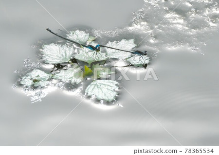 Mating of Ittombo 78365534