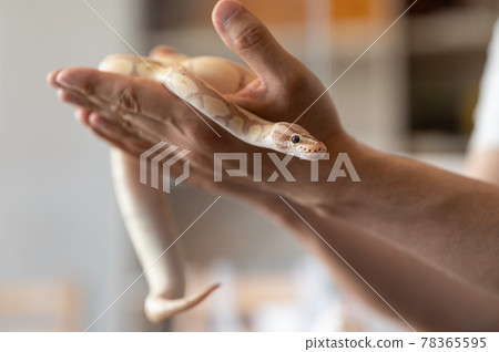 球蟒處理粉彩香蕉 球蟒處理粉彩香蕉 78365595