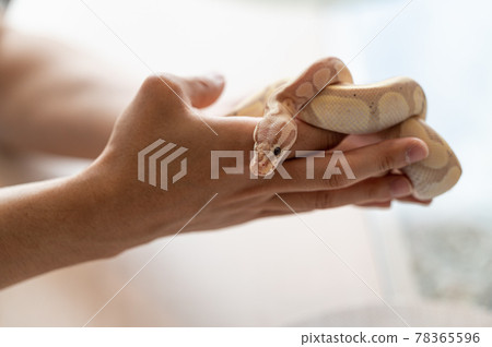 球蟒處理粉彩香蕉 78365596