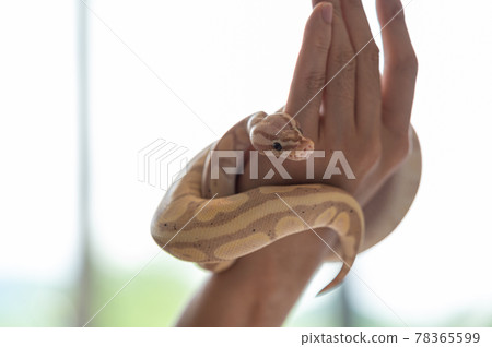 Ball python handling pastel banana 78365599