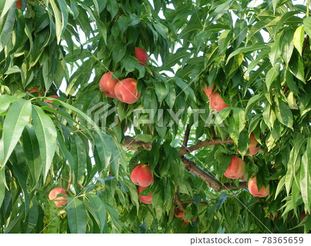 Peach peach peach Peach peach peach 78365659