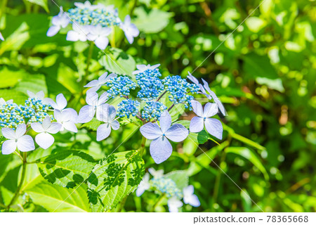 Early hydrangea, hydrangea blooming vigorously, blue hydrangea 78365668