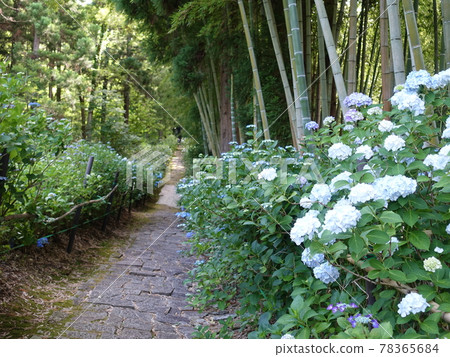 繡球方法到Izushio Bunshudo 78365684