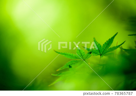 Fresh green 78365787