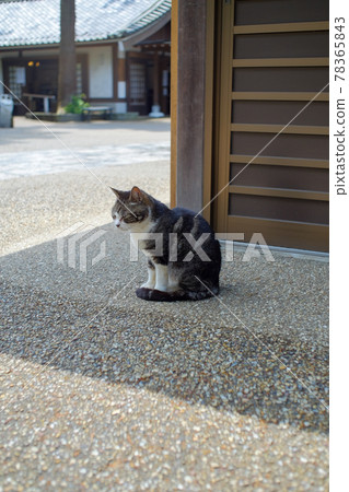 廟貓 廟貓 78365843