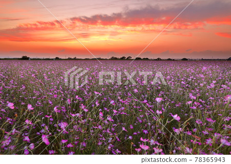 Poppy Happy Square, Konosu City, Saitama Prefecture 78365943