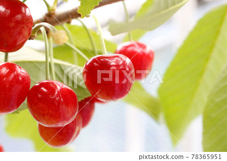 在女性旅行巴士之旅中品嚐美味的櫻桃採摘櫻桃 78365951