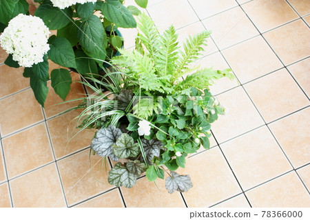 Photographs of enjoying gardening on the balcony of an apartment 78366000