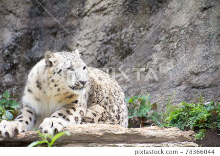 Snow leopard Snow leopard 78366044
