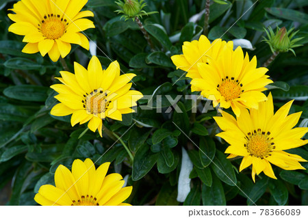 Beautifully blooming Gazania close-up Beautifully blooming Gazania close-up 78366089