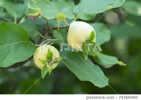 木瓜百合原公園 78366400