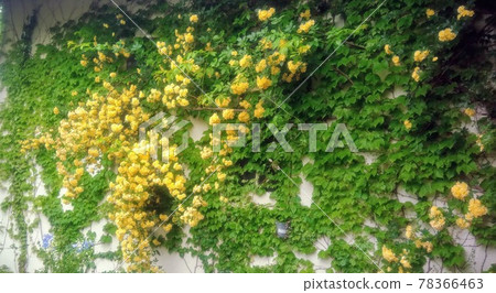 一堵牆纏繞著綠色常春藤,盛開著美麗的黃色班克斯夫人玫瑰 一堵牆纏繞著綠色常春藤,盛開著美麗的黃色班克斯夫人玫瑰 78366463