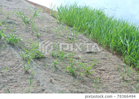 Permanent slope protection with the natural grass using the hydroseed method. The grass used to stabilizes the slope structure and prevent slope erosion. Effective and less maintenance. Permanent slope protection with the natural grass using the hydroseed method. The grass used to stabilizes the slope structure and prevent slope erosion. Effective and less maintenance. 78366494