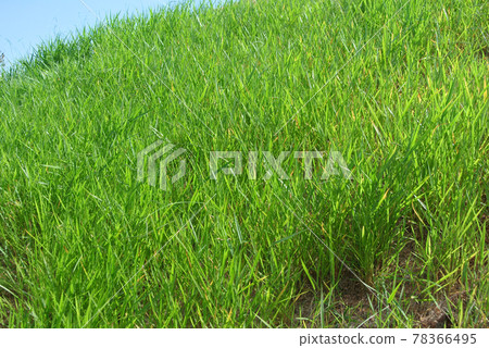 Permanent slope protection with the natural grass using the hydroseed method. The grass used to stabilizes the slope structure and prevent slope erosion. Effective and less maintenance. Permanent slope protection with the natural grass using the hydroseed method. The grass used to stabilizes the slope structure and prevent slope erosion. Effective and less maintenance. 78366495