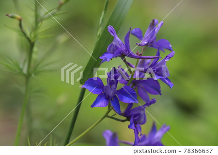春天公園裡盛開的千鳥莊紫花 春天公園裡盛開的千鳥莊紫花 78366637