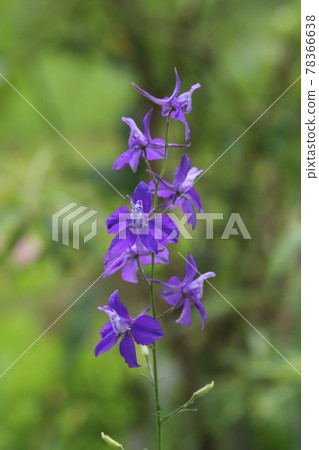 Purple flowers of Chidori-sou blooming in the spring park Purple flowers of Chidori-sou blooming in the spring park 78366638