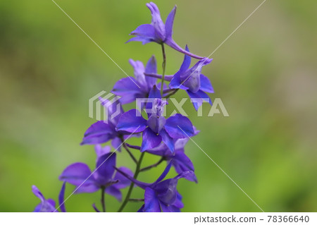 春天公園裡盛開的千鳥莊紫花 春天公園裡盛開的千鳥莊紫花 78366640