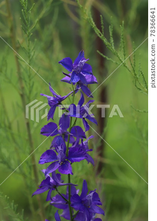 Purple flowers of Chidori-sou blooming in the spring park Purple flowers of Chidori-sou blooming in the spring park 78366641