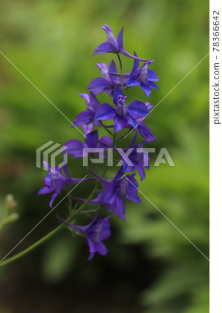 Purple flowers of Chidori-sou blooming in the spring park Purple flowers of Chidori-sou blooming in the spring park 78366642