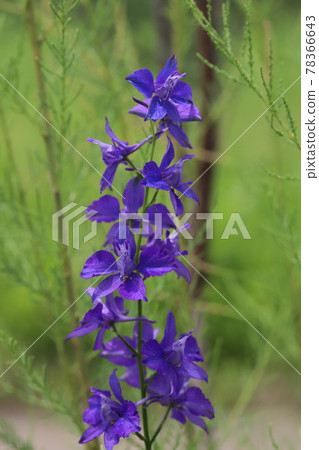 春天公園裡盛開的千鳥莊紫花 春天公園裡盛開的千鳥莊紫花 78366643